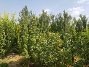 باغچه 975متر مشجر و مثمر در منطقه خوش اب و هوای شهریار