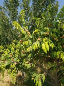 باغچه 975متر مشجر و مثمر در منطقه خوش اب و هوای شهریار
