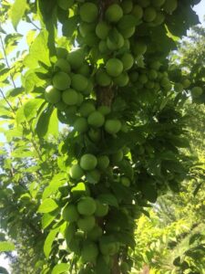 باغچه 975متر مشجر و مثمر در منطقه خوش اب و هوای شهریار
