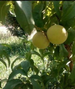 425متر باغ چهاردیواری در بهترین منطقه شهریار