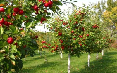 2100متر زمین در بهترین لوکیشن شهریار