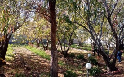 فروش باغ چهار دیواری 1200متری در بهترین لوکیشن شهریار