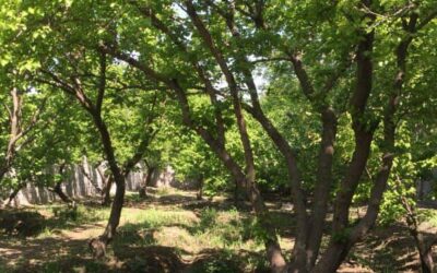 فروش 744متر چهاردیواری در بهترین منطقه شهریار