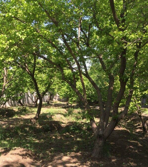 975متر باغ در منطقه باغ ویلای در شهریار