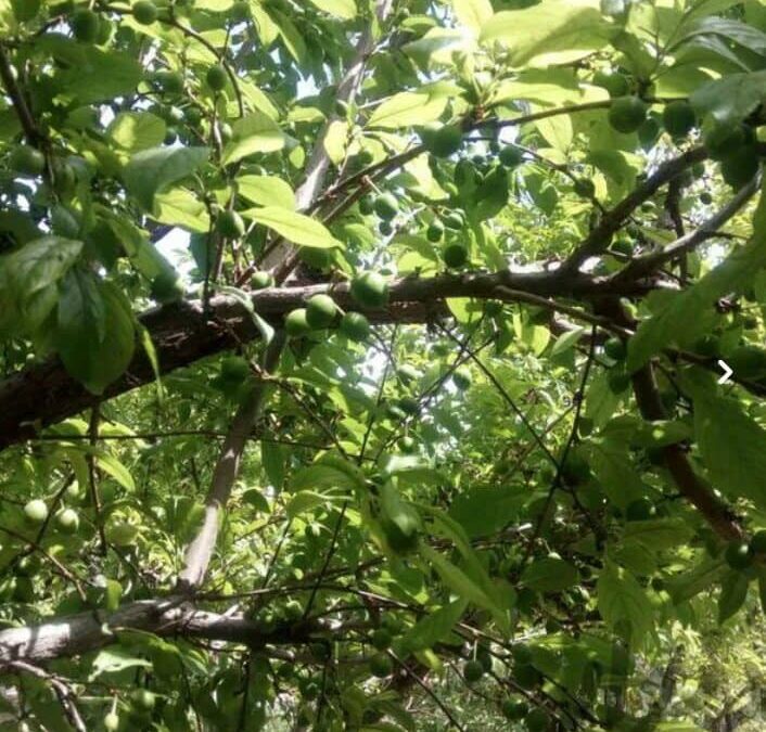 1000مترباغ 4دیواری در بهترین منطقه خوش اب و هوا در شهریار