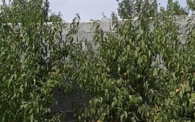 فروش 950متر باغ چهار دیواری در بهترین لوکیشن شهریار