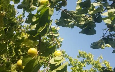 فروش 1100متر باغ چهار دیوار در بهترین منطقه شهریار