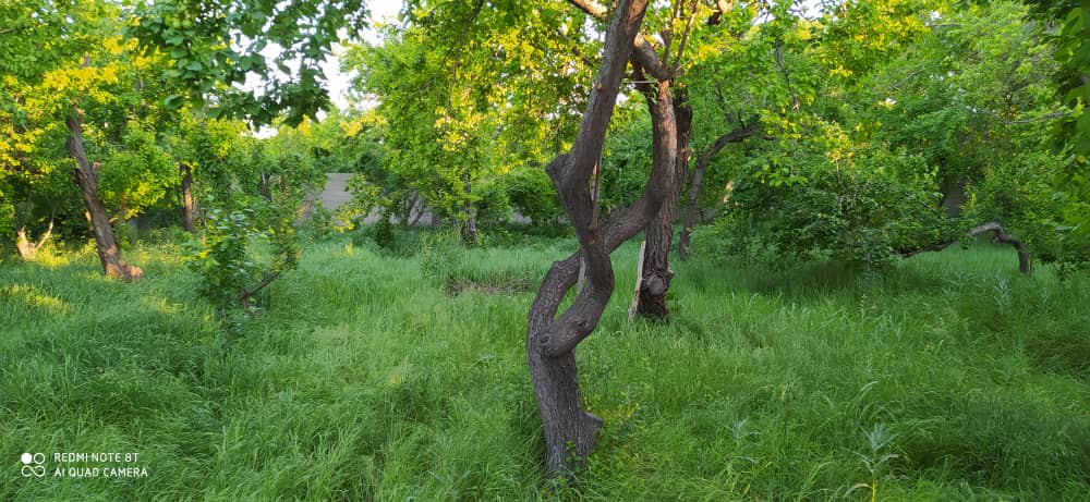 1500متر باغ ویلا مشجر و مثمر در منطقه خوش اب و هوای شهریار