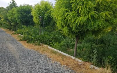 باغچه 975متر مشجر و مثمر در منطقه خوش اب و هوای شهریار