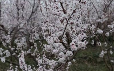 425متر باغ چهاردیواری در بهترین منطقه شهریار