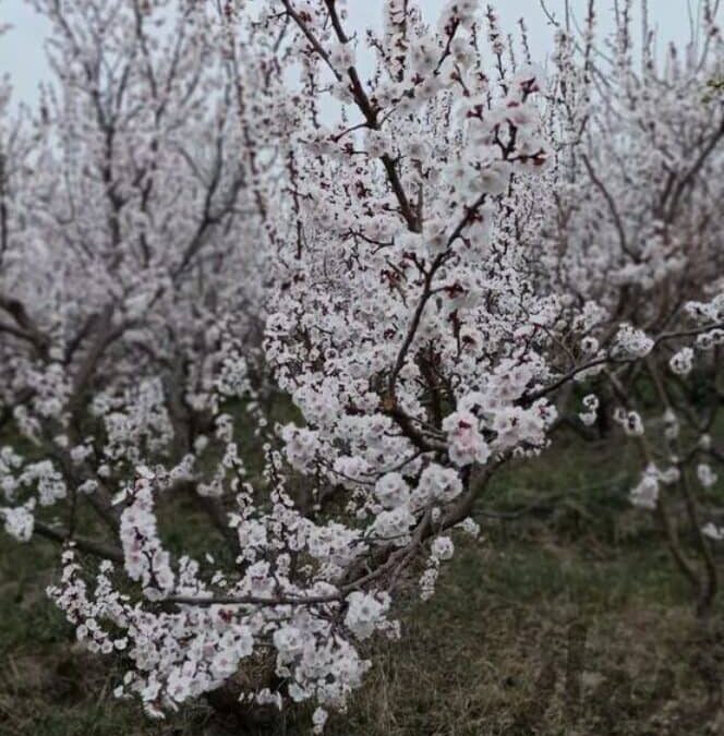 425متر باغ چهاردیواری در بهترین منطقه شهریار