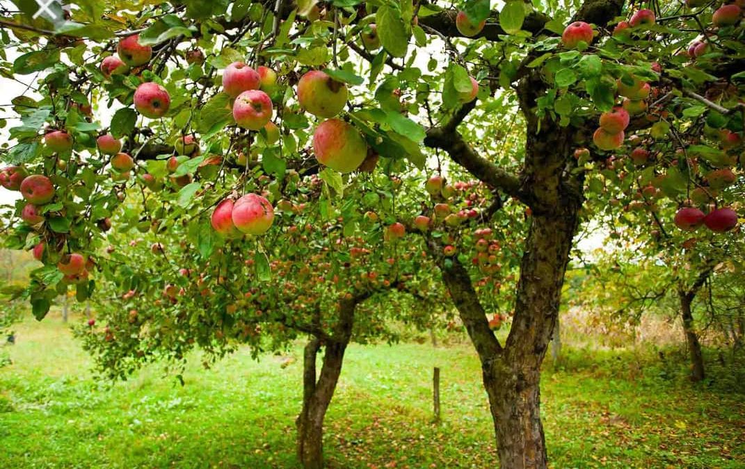 2700متر باغ مشجر و مثمر در منطقه خوش اب و هوای شهریار