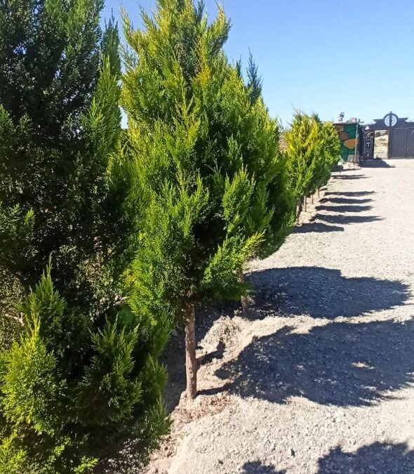 خرید باغ در بکه
